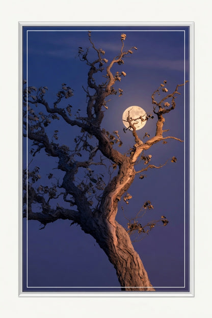 Moonlit Sentinel